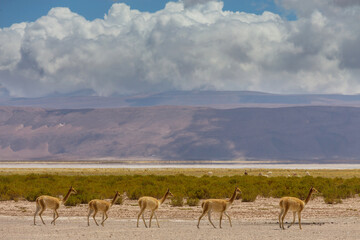 Naklejka premium Vicuna