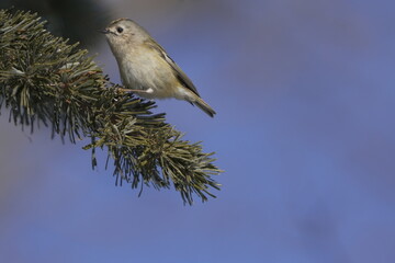 松の木に止まるキクイタダキ