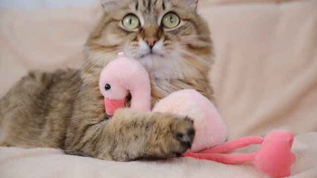 Cute tabby cat with stuffed toy flamingo. Relaxing kitten on the couch, cozy home. Funny curious pet, humor. Atmospheric mood. Contented cat