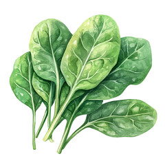 Fototapeta premium Spinach, realistic watercolor illustration vector, isolated on a white background.