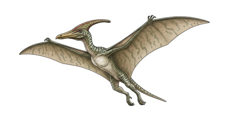 Obraz premium A Pterodactyl dinosaur flying with large wings and a long beak against a black background