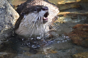 高知　動物県　四国　高知県立のいち動物公園　カワウソ © 頼朝