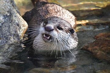 高知　動物県　四国　高知県立のいち動物公園　カワウソ © 頼朝
