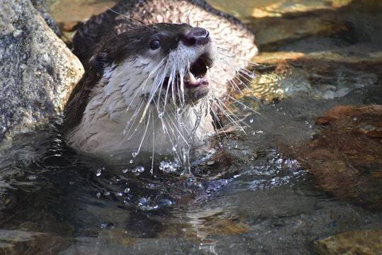 高知　動物県　四国　高知県立のいち動物公園　カワウソ