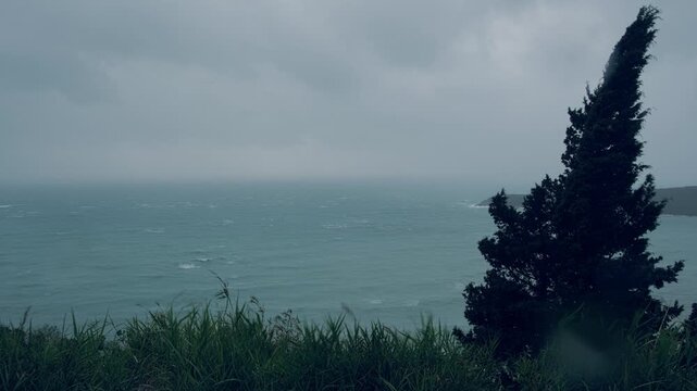 Stormy sea under overcast sky, seen from coastal hillside. Tall grass and cypress tree bend under the gusts of squally wind. Whitecaps and rough water emphasize stormy and unsettled weather