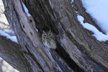 洞の中にいるオオコノハズク