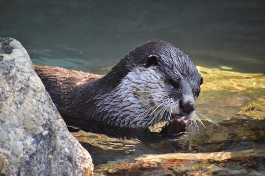 カワウソ Images – Browse 2,561 Stock Photos, Vectors, and Video