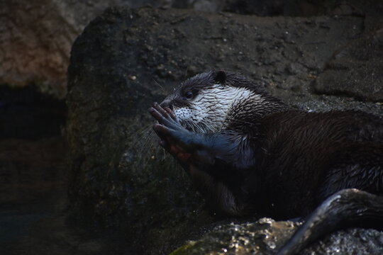 カワウソ Images – Browse 2,519 Stock Photos, Vectors, and Video