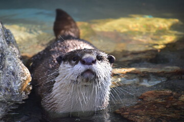 高知　動物県　四国　高知県立のいち動物公園　カワウソ © 頼朝