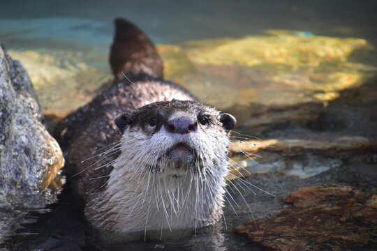 高知　動物県　四国　高知県立のいち動物公園　カワウソ