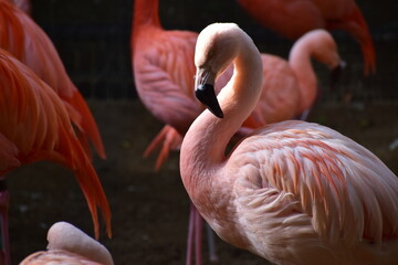高知　動物県　四国　高知県立のいち動物公園　フラミンゴ © 頼朝
