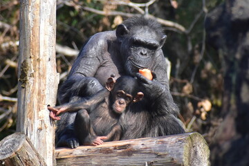高知　動物県　四国　高知県立のいち動物公園　サル　猿 © 頼朝