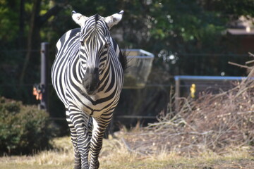 高知　動物県　四国　高知県立のいち動物公園　シマウマ　ゼブラ © 頼朝