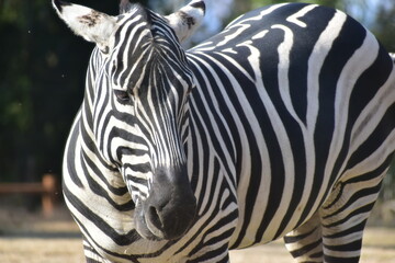 高知　動物県　四国　高知県立のいち動物公園　シマウマ　ゼブラ © 頼朝