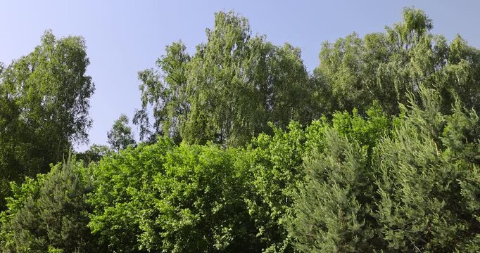 landscape with green foliage of different types of deciduous trees against a blue sky in sunny weather, green foliage of an oak tree growing in a field in the summer season
