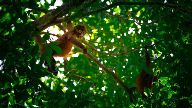 Geoffroy's spider monkey (Ateles geoffroyi) in the Corcovado National Park in Costa Rica