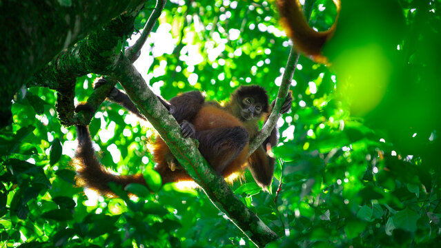 Geoffroy's spider monkey (Ateles geoffroyi) in the Corcovado National Park in Costa Rica