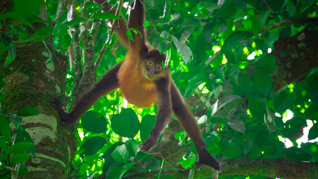 Geoffroy's spider monkey (Ateles geoffroyi) in the Corcovado National Park in Costa Rica