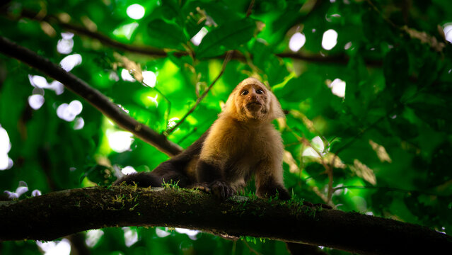 Colombian white-faced capuchin (Cebus capucinus) in the Corcovado National Park in Costa Rica