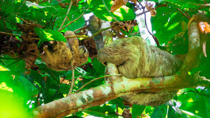 Naklejka premium Sleeping sloth with baby in a tree in Corcovado National Park in Costa Rica