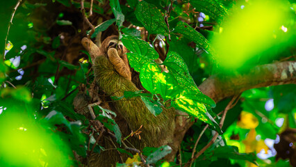 Naklejka premium Sleeping sloth with baby in a tree in Corcovado National Park in Costa Rica