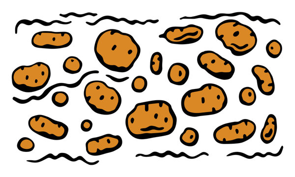 colored potatoes side by side. Vector colored horizontal banner on white isolated background