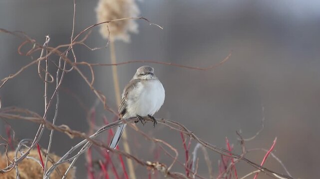 Northern Mockingbird, Mimus polyglottos, perched on twisty branches looks around as light breeze passes for a peaceful winter scene