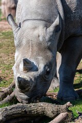Obraz premium Head shot of an eastern black rhino (diceros biconis michaeli)
