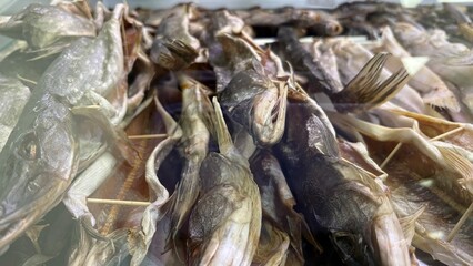 Dried pike and zander fish displayed as traditional seafood snack  