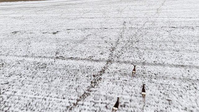 Aerial view. Three deer run across a snowy field. The camera follows them. The background shows a winter landscape. The deer are moving quickly. The video is dynamic and shows animal movement