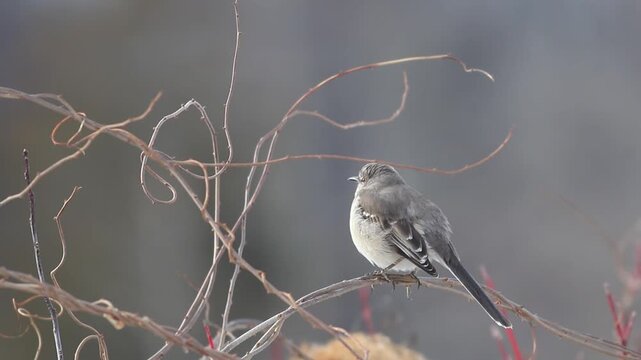 Northern Mockingbird, Mimus polyglottos, perched on twisty branches looks around as light breeze passes for a peaceful winter scene