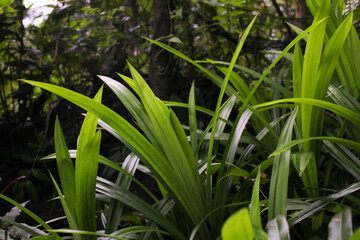Pandan leaves which function as a cooking flavoring