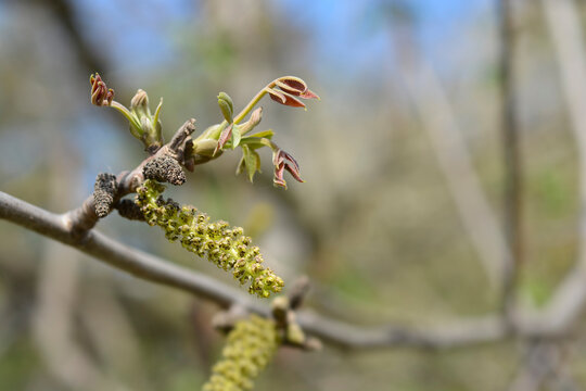 Common walnut branch with new leaves and flowers - Latin name - Juglans regia