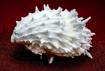 White Thorny Oyster Shell With Sharp Spines On Red Sand © multipedia