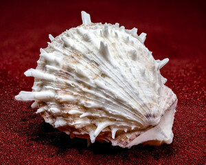 White Thorny Oyster Shell With Sharp Spines On Red Sand © multipedia
