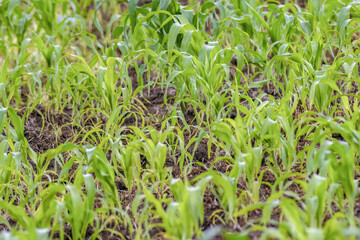 Obraz premium Very young corn plants growing on a field, in a farm in the eastern Andean mountains of central Colombia, near the Iguaque natural reserve.