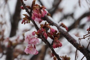 Snow piles up on winter cherry blossoms