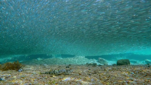 Two camouflaged Lizardfish waiting to strike dense, shimmering in sunbeams school of Silversides Atherina. Sandy bottom and clear shallow water create high-contrast wildlife scene 