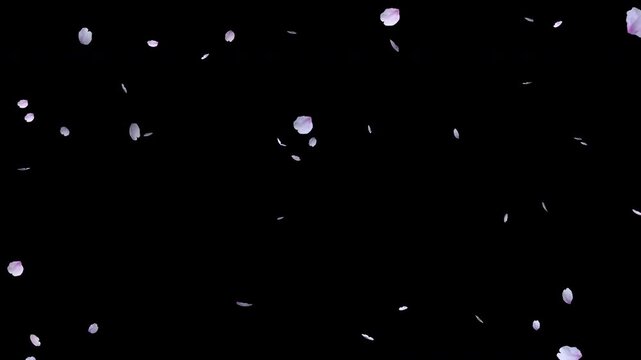 春風に乗って上空からふわりと舞い降りる、淡いピンク色をした桜の花びら
背景透過映像素材