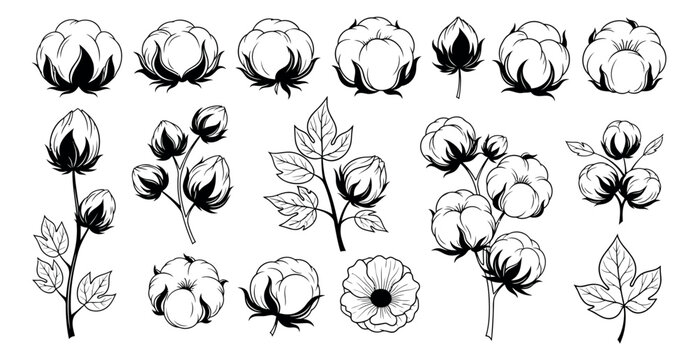 Hand drawn line art cotton plant elements set featuring cotton flowers, bolls, buds, and leaves for natural product design