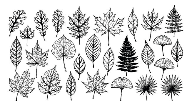 Hand drawn line art botanical leaves set featuring various tree and plant foliage for nature designs