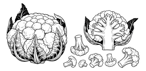 Hand drawn line art cauliflower set featuring a whole, half, and florets for healthy eating and cooking