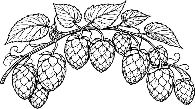 Vector engraving style hop branch with leaves and cones. Botanical illustration for beer design, brewing industry, labels and packaging. EPS vector isolated on white.