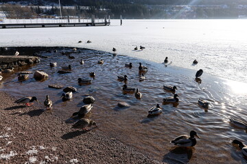 Obraz premium Ententreffen am Ufer des vereisten Titisees