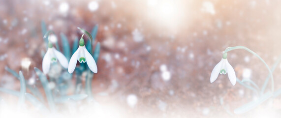 Copy space. White snowdrops in the forest. Spring landscape. Galanthus nivalis.