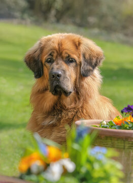 An adorable male Tibetan Mastiff posing in a garden, an expressive portrait of this massive dog, this rare large guardian dog breed is also called Do-Khyi, Germany 