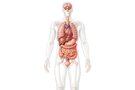 Human Internal Organs Anatomy Illustration - Male Body with Brain, Heart, Lungs, Liver, and Digestive System on White Background