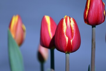 アイスチューリップの花が咲いていた。