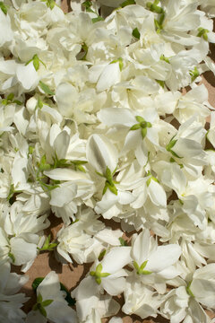 Delicate White Flower Petals Texture Background