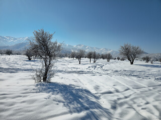 Obraz premium Snow‑covered landscape with bare trees and distant mountains under a clear blue sky, capturing the serene beauty of a peaceful winter day. 📍Marivan, Kurdistan 